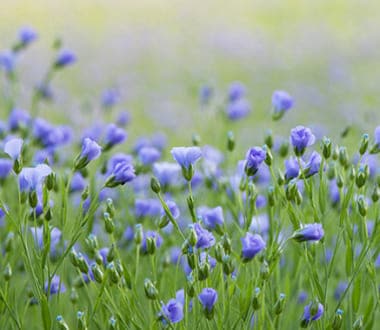 le lin, une plante polyvalente