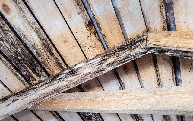 Moisissure dans un abri de jardin, manque d'aération de la structure