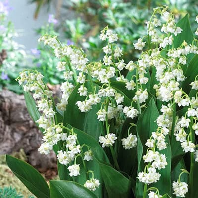 Convallaria-majalis-Prolificans