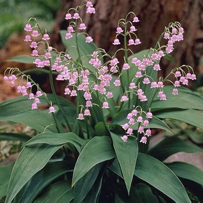 Convallaria-majalis-'Rosea'