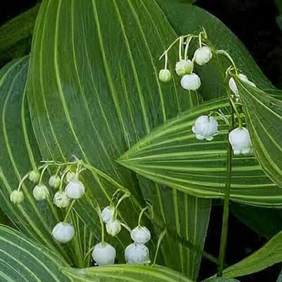 Convallaria-majalis-'Variegata'