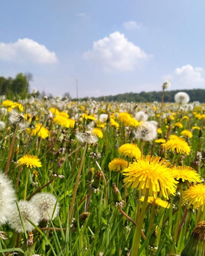 Fleurs de pissenlits, base de la cramaillote