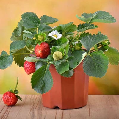 Fraisiers en pot