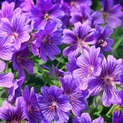 Géranium vivace