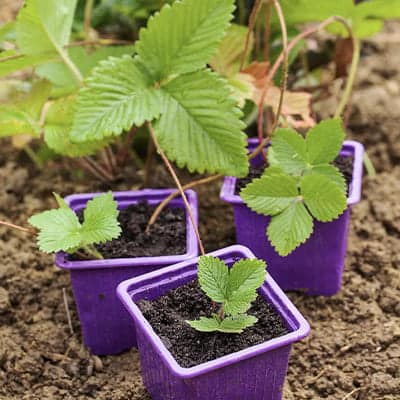 Mini jardin en pots