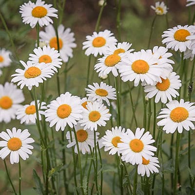 Massif de marguerites