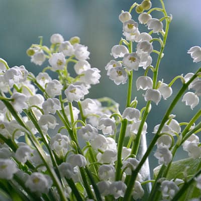 Plan de muguet en fleurs